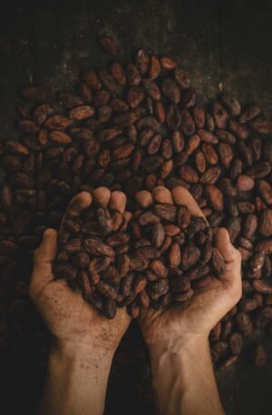 Discover the Best Cocoa Products from a Leading Exporter